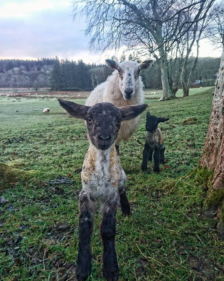 mo lamb pic april